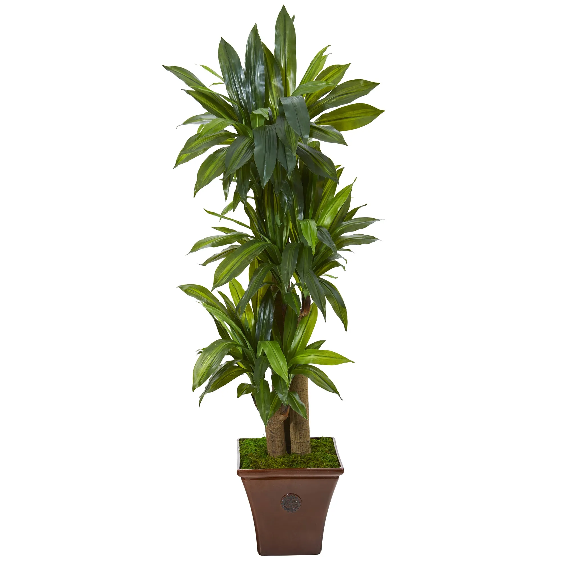 57" Artificial Corn Stalk Dracaena Plant w/Planter (Real Touch) - Low Maintenance, Life-Like & Vibrant Silk Plants For Busy People.