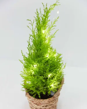 Holiday Lights For Plants (Battery Included)