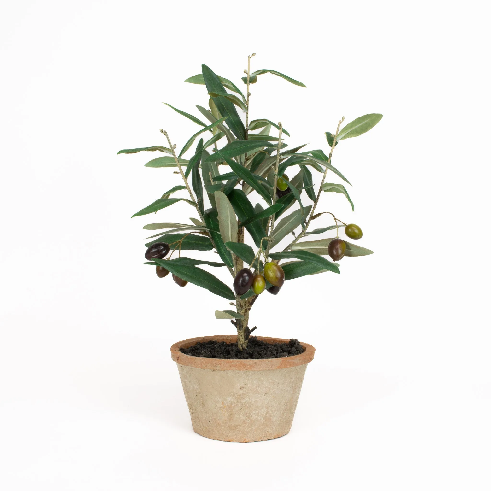 Olive Leaf Tree - 16 Inch