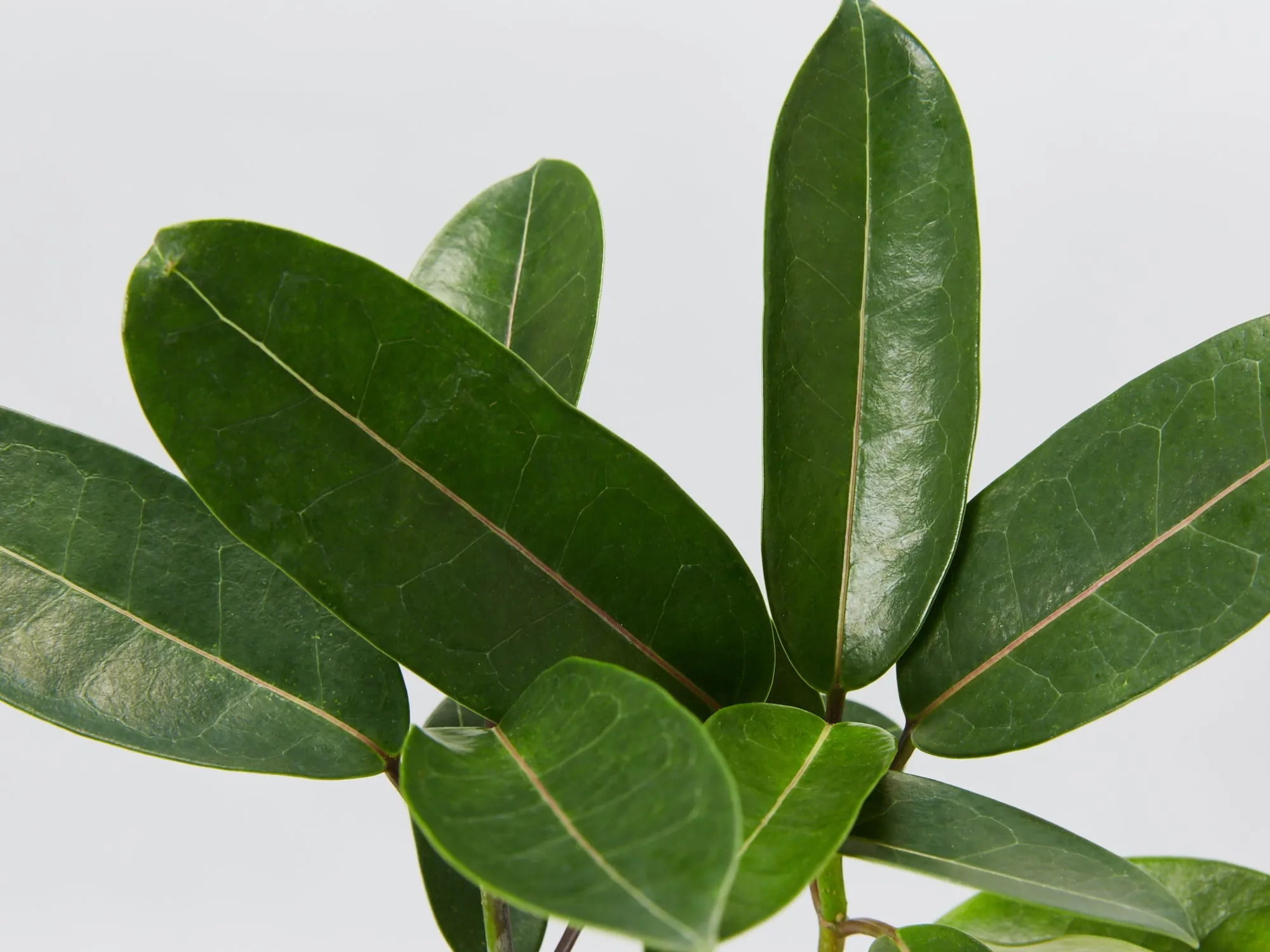 Stephanotis floribunda - Pot   Plant   Soil