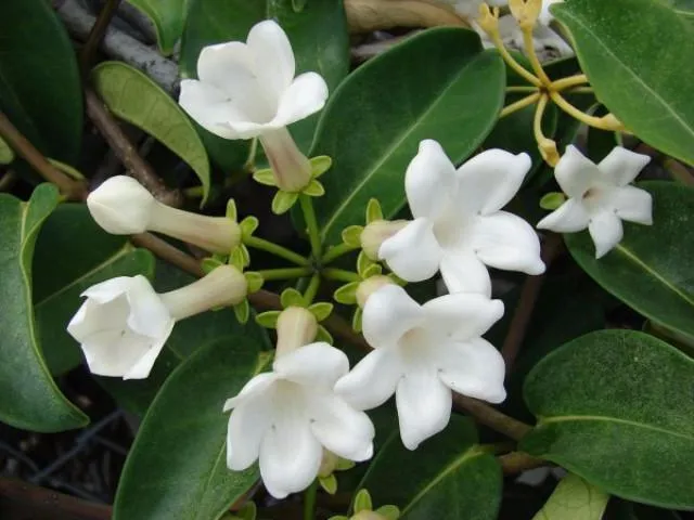 Stephanotis floribunda - Pot   Plant   Soil